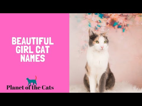 Most Popular Female Cat Names | Top 100 Best Female Cat Names