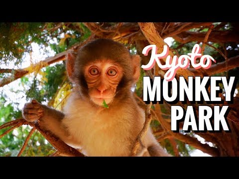 日本最棒的猴子公園內景？京都，嵐山 (Inside of Japan’s Best Monkey Park ? Arashiyama, Kyoto)