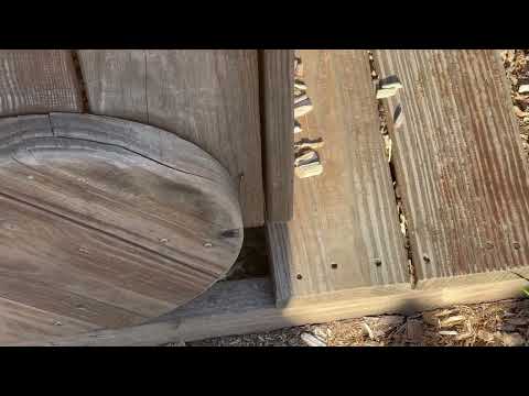 Playground Terrorized by Yellow Jackets in Colts Neck, NJ