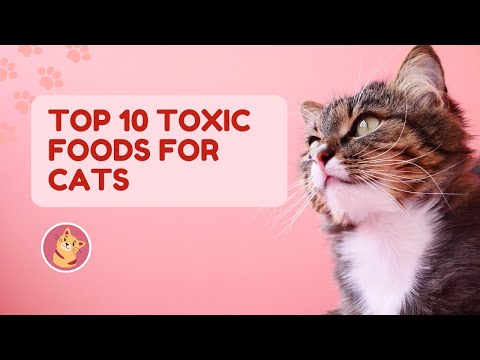 Top 10 Toxic Foods for Cats:  Beware Cat Owners!
