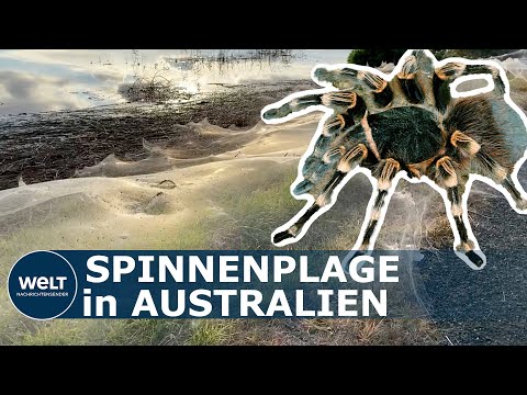 SPINNENPLAGE AUSTRALIEN: Nach Hochwasser hüllen teils giftige Spinnen Australien in ihre Netze