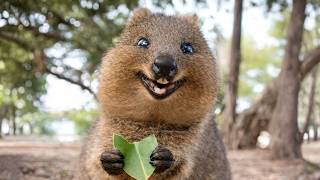 10 Animals That Don’t Feel Real! 😲