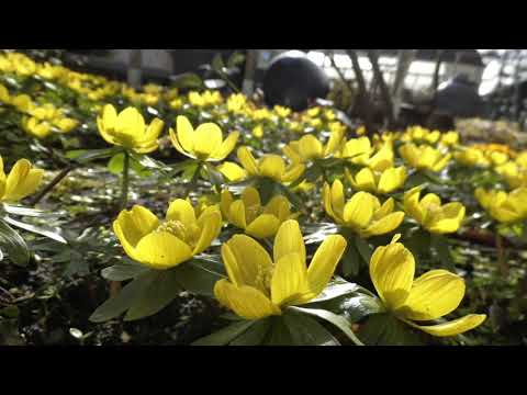 Winterlinge - Blüte im Zeitraffer