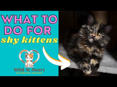 What To Do For Shy Kittens