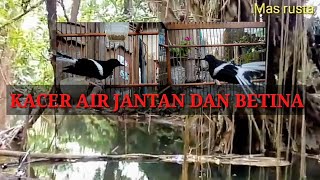 Download lagu cara membedakan Kacer air/maninting jantan dan betina mp3