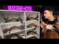 I Farmed Crabs In My Garage Was It Worth It