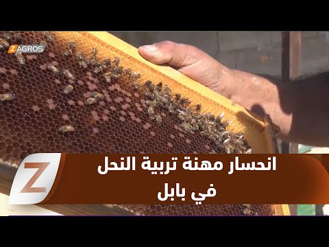 فيديو | بابل.. تراجع تربية النحل يهدد الإنتاج الزراعي ويزيد الضغوط الاقتصادية