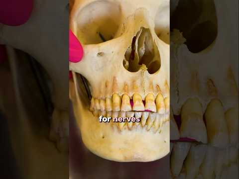 Real Human Skull: What You Didn’t Know About Your Brain Case