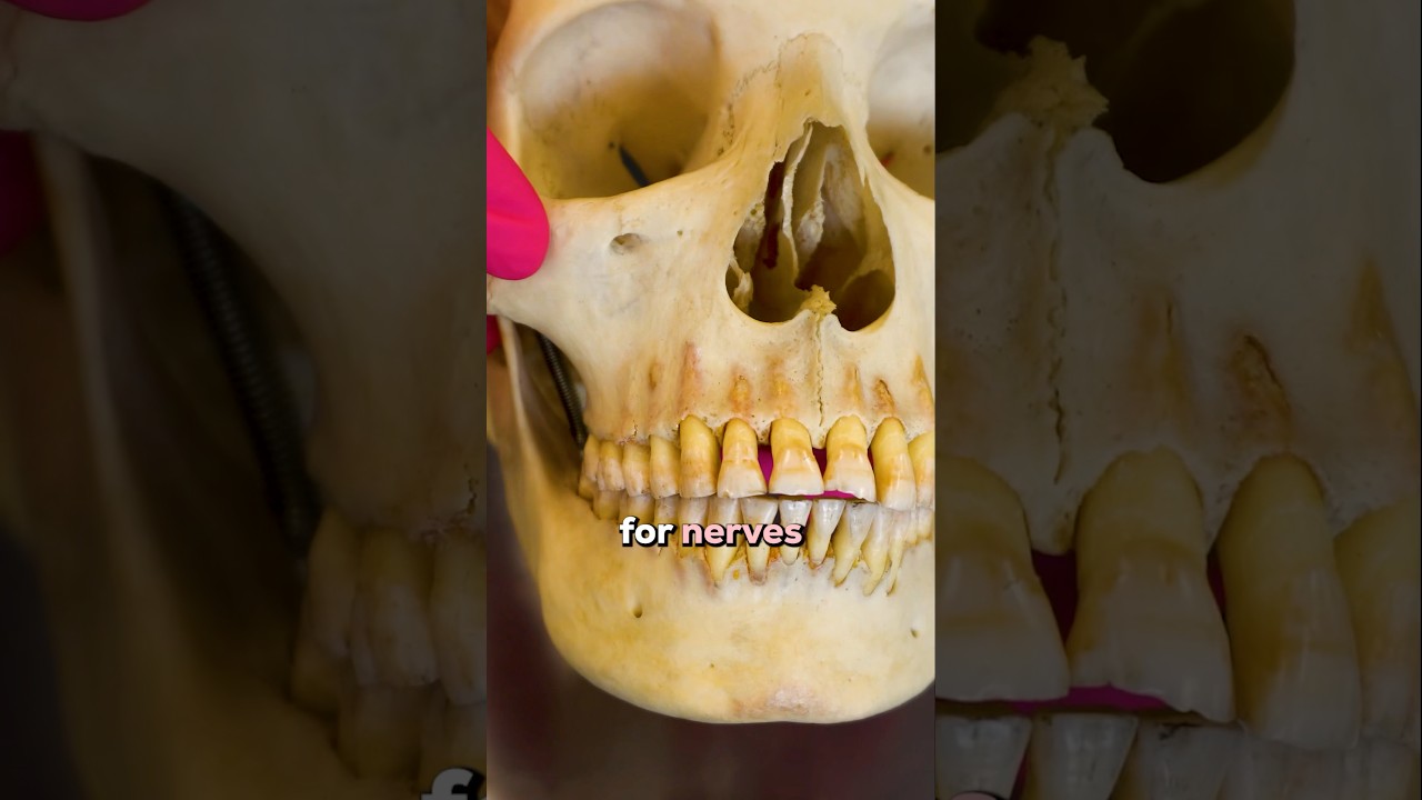 Real Human Skull: What You Didn’t Know About Your Brain Case
