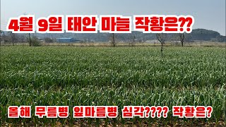 4월 9일 태안 안면도 마늘 작황은?? 여기도 무름병?!?! 잎마름병 피해는?!?!? 전국적으로 고생입니다 …