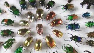 Amazing Colorful Beetles 720p HD LANHM Insect Fair 2009 Video