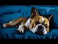 Relax Your Dog TV River Sounds For Stress Relief For Dogs