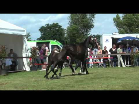 Sudweyher Fohlenschau 2012 - Kat.-Nr. 22