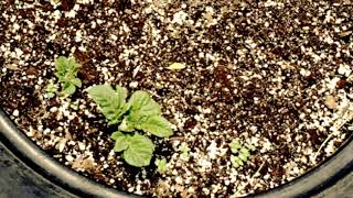 Gleemer (The Deeds of Fertile Jim) [cover]