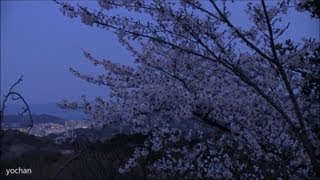 preview picture of video '【夜桜】衣笠山公園 横須賀市(さくら名所100選) Cherry blossoms by night&Tokyo Bay'