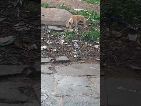 Dog funny clip😂#ytshorts#ytviral#subscribe#mujibmulti vlog#