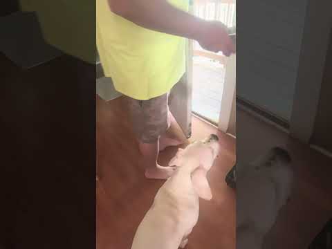 How excited Samson gets about breakfast #dog #shorts #dogo