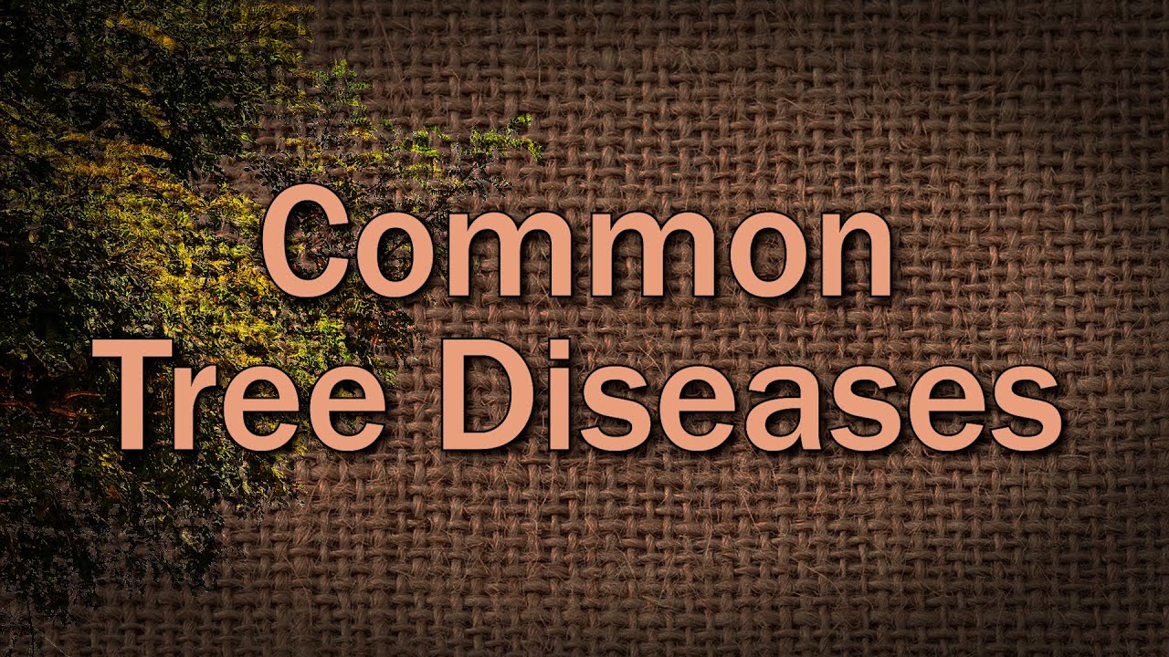 Common Tree Diseases – Family Plot