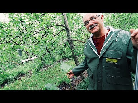 The Permaculture Orchard - For Anyone Video