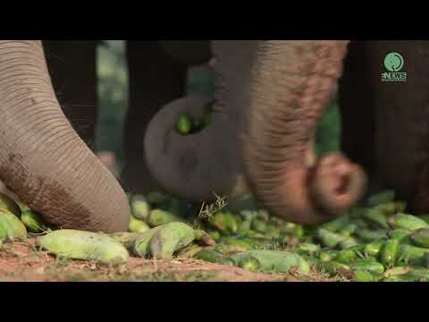 The Delicious Sounds In The Mouth Of Elephants Eating A Variety Of Food  - ElephantNews