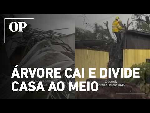 Árvore de grande porte cai e divide casa ao meio durante temporal em Caxias do Sul