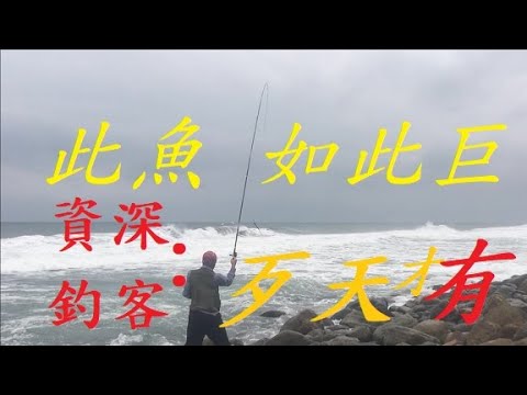 2022.10.29 此魚如此巨  資深釣客透漏  歹天才有