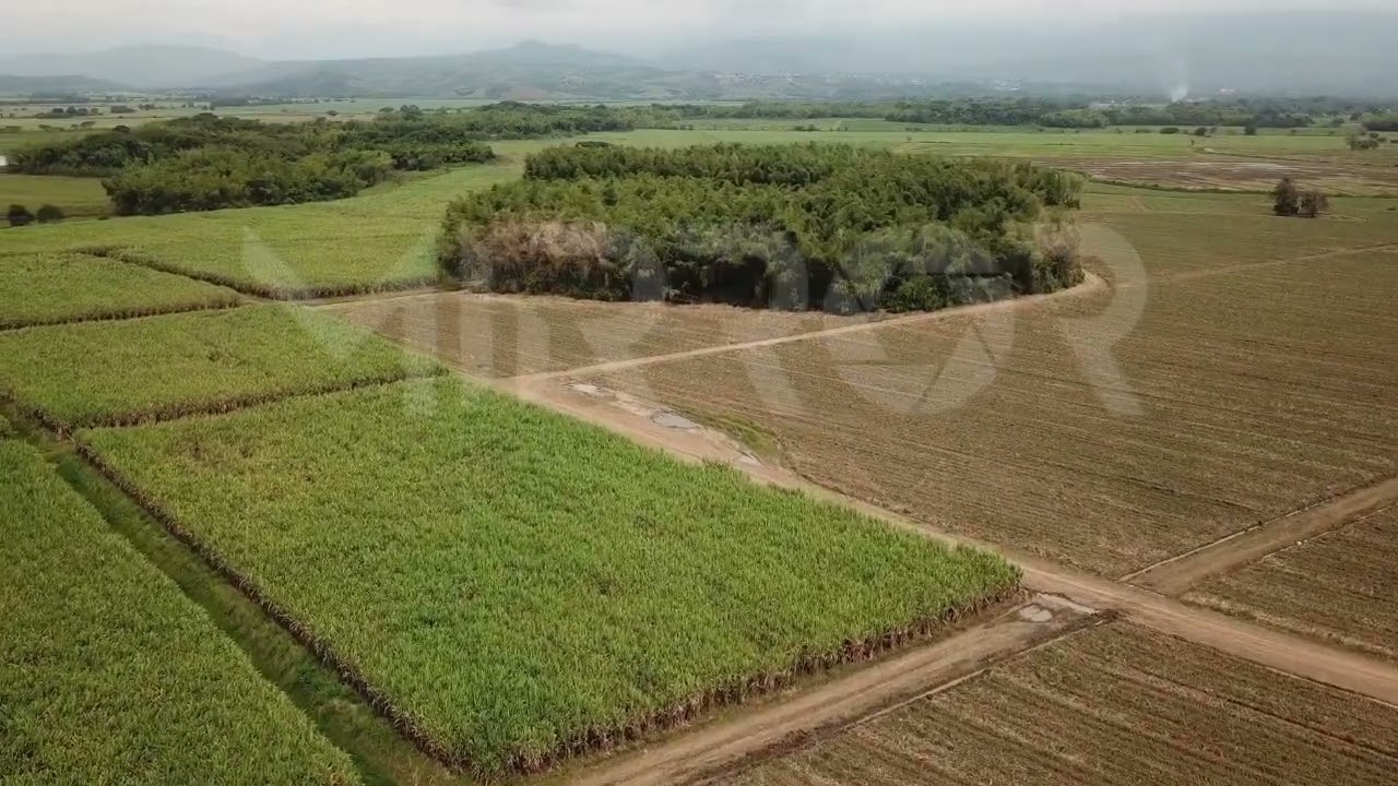 Cultivo de Caña P2