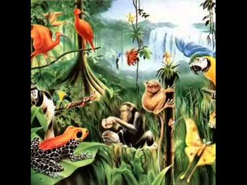 Ocelote Rojo   Untitled #1