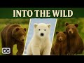 Into The Wild EP 04 Bears ‍ ️ Full Wildlife Documentary Series With John Ross