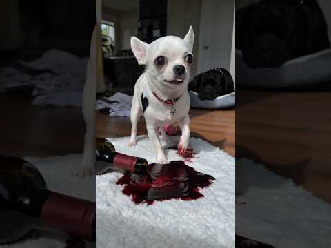 World's Naughtiest Chihuahua Spills Red Wine 😂🍷
