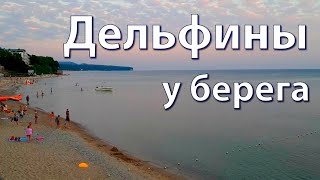 Отдых на Чёрном море, рыбалка и дельфины