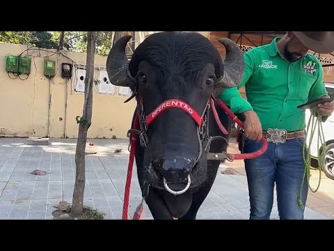 WATCH: Buffalo's first dip on Copacabana beach