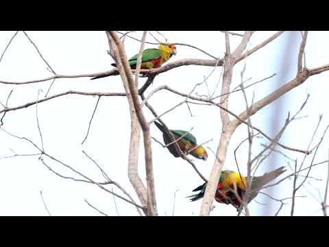 Jandaya Parakeet, Jandaia-verdadeira, (Aratinga jandaya), Bacio Rio Parana, Goias, Brazil