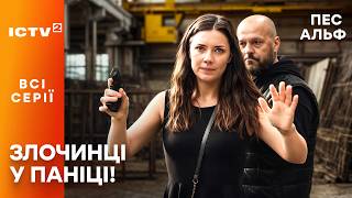 Такого хаосу у поліції ще не було! Пес Альф: всі серії | ICTV2 | КОМЕДІЙНИЙ ДЕТЕКТИВ