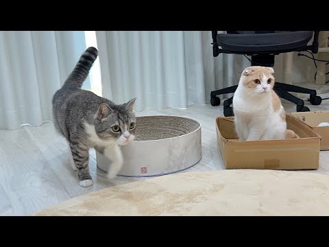 出張に行ってた飼い主が帰ってきた足音が聞こえたときの猫たちの反応が可愛すぎました…