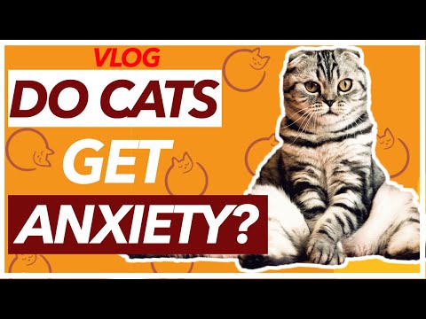 Do Cats Get ANXIOUS - TOP SIGNS Your Cat Has Anxiety!