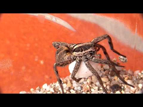 27 cucitura e rifinitura ovisacco appena deposto.MTS