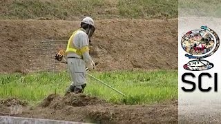 Fukushima’s Radioactive Contamination Three Years On