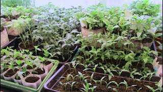 Корневая подкормка рассады весной