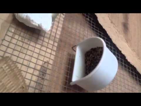 Cinnamon glouster canaries