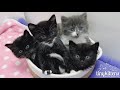Rescue cat Georgia and her newborn kittens!