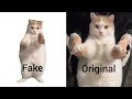 Cat Dancing to EDM Meme (Fake vs Original)