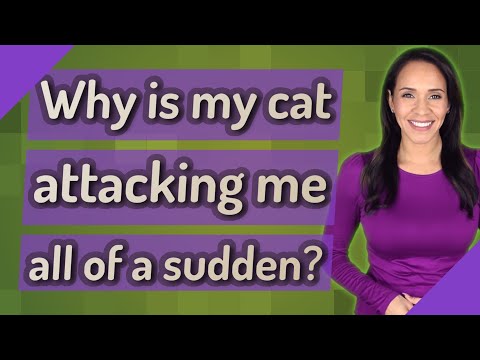Why is my cat attacking me all of a sudden?