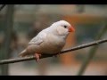 Mike Oldfield: Cuckoo song