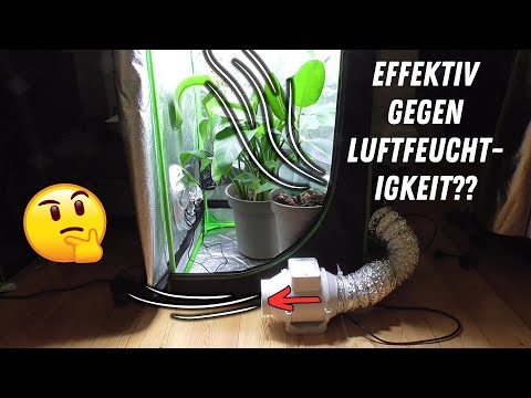 Test: Lüfter unten gegen hohe Luftfeuchtigkeit | Growbox Luftfeuchtigkeit senken