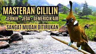 Download lagu Masteran Suara Burung Cililin Berjeda Suara Jernih Dengan Gemericik Air mp3 Download lagu Masteran Suara Burung Cililin Berjeda Suara Jernih Dengan Gemericik Air mp3