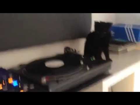 Something cooking in the Ivy Lab | Critical Sound | Fabric