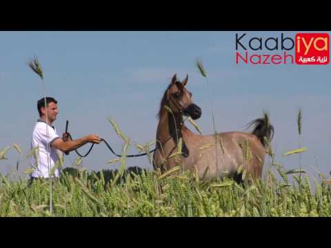 AJ AZZAM AJ MARDAN & YSADORA