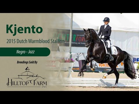 Kjento (Negro – Jazz) Dutch Warmblood Stallion