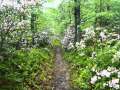 Patty Loveless - You'll Never Leave Harlan Alive ...